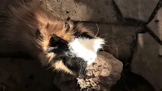 Ишачок. Ух ты, Морские Свинки! Они любят ласку! Дружно живут! Wow, Guinea Pigs! They love affection