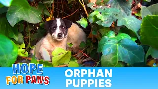 Saving five orphaned puppies - watch until the end for an amazing transformation! #puppy