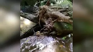 林場山溪小瀑布探險趣