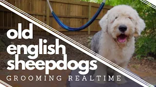 Wish We had Known BEFORE getting an Old English Sheepdog┃Relaxing Grooming Routine┃Ed&Mel
