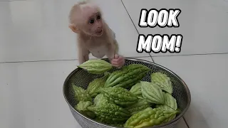 So Smart! Baby Monkey SUGAR Helps Mom Harvest Bitter Melons