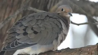 Mourning dove preen