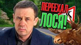 ЧТО ДЕЛАТЬ ЕСЛИ СБИЛ ДИКОЕ ЖИВОТНОЕ? | БАНКРОТСТВО | Кузнецов | Аллиам