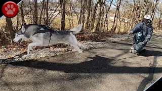 LONGBOARDING WITH OUR HUSKIES!