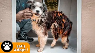 Dog abused and forced to walk with a broken leg for years !
