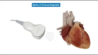 Nephrology ultrasound video 8, University of Florida Nephrology, Basic Echo, Dr. Koratala (@NephroP)