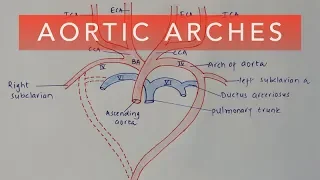 AORTIC ARCHES : DEVELOPMENT & DERIVATIVES