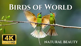 Most Colorful Birds in 4K | Beautiful Birds Sound in the Forest | Natural Beauty | 4k Video UltraHD