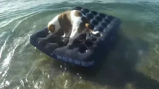 Крым в октябре/ на море с собакой/ Серёга на отдыхе/American bulldog /американский бульдог плавает/