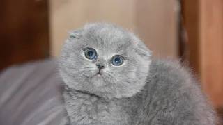 Девушка купила через интернет породистого кота за 500 рублей, , но котик оказался с сюрпризом