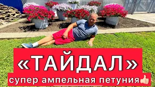 Тайдал - супер ампельная петуния : особенности ухода