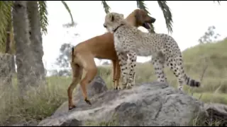 Cheetah Cub shows off speed