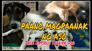 Paano magpaanak ng Aso|Jack Russell giving birth|Ang panganganak ng mga alagang hayop #goat #dogs