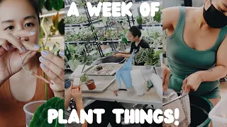 a week of plant things #19 - imports, a v long q&a w/ @youdontevengrowhere and lots of repotting!