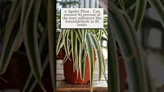 Top 5 Air Purifying Indoor Plants