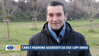 Cane e padrone aggrediti da due lupi ibridi