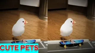 CUTE PETS 2 BEST FAILS COMPILATION 2020 | OVERDOSED JOKER