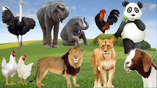 Wild Animal Sounds Around Us: Panda, Lion, Ostrich, Elephant, Goat, Rooster,... | Animal Moments