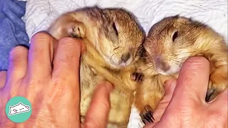 Prairie Dog Is Desperate For Friends. But Rescue Girlfriend Changes Everything | Wild Buddies