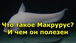 Что такое Макрурус -  и чем он полезен