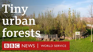 The tiny urban forests bringing nature to the heart of the city - BBC World Service