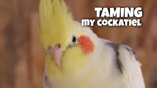 How I tamed my cockatiel - Ringo