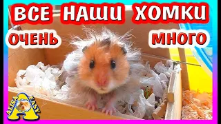 ВСЕ НАШИ ХОМКИ / УТРО С ПИТОМЦАМИ / ВИДЫ ХОМЯКОВ/ КРЫСЫ / МОРСКИЕ СВИНКИ / Alisa Easy Pets