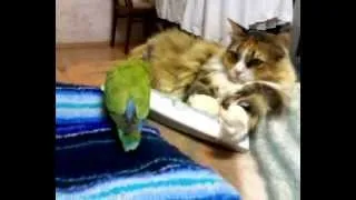 кот vs попугай.mp4