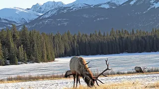 Largest Elk Bull Sheds His Antlers