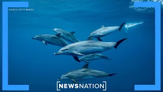 Russia’s secret weapon? Trained dolphins  |  NewsNation Prime