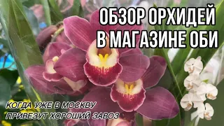 Обзор орхидей в магазине ОБИ || Свежий завоз || Когда будут интересные сорта? || Оби МКАД 47 км.