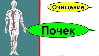 Очищение почек от песка и камней. Лечение - снять воспаление и восстановление