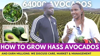 How To Grow Hass Avocados and Make Money; From Start To End