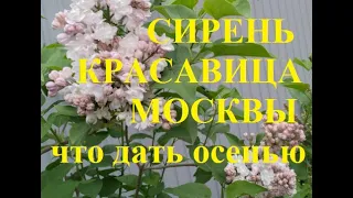 Сирень Красавица Москвы будет цвести, как в раю, после этой подкормки осенью!