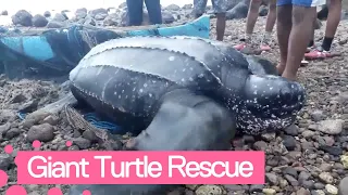 Villagers Rescue Giant Turtle Trapped In Fishing Net
