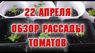 22 апреля.  Обзор  рассады томатов после пикировки