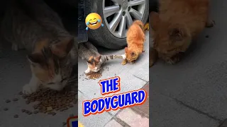 🙀😸The Cat Bodyguard. 😸😻#shortsvideo #funny #funnyvideo😂