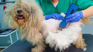 YOU WON'T BELIEVE how this DOG looks after shaving (Christmas gift for him)