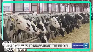 What you need to know about the bird flu and its impact on humans