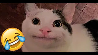 Funniest Cat Videos ! (Try not to laugh) 😺