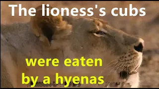 The lioness's cubs were eaten by a hyenas, what should she do?