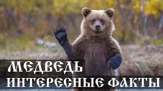 Интересные факты о медведях