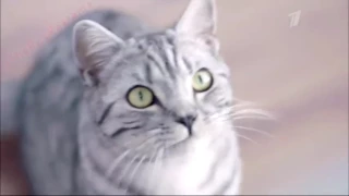 Аdvertising  Реклама Whiskas 2014   Вискас мясной