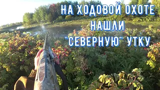 Нашли северную утку на охоте с подхода/Охота 2020/Duck Hunting