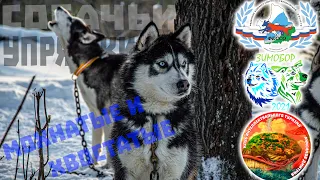Собаки или Чемпионат и Первенство Уральского Федерального округа по дисциплинам ездового спорта