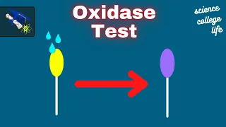 Oxidase Test | Aerobic Respiration | Microbiology Lab