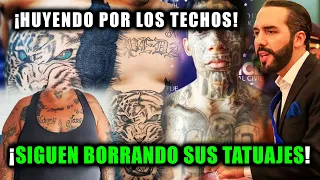 DESESPERADOS! Pandilleros síguen borrándose los tatuajes | Capturan al Panadero pandillero