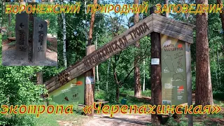 Экотропа Черепахинская, ВОРОНЕЖСКИЙ  ЗАПОВЕДНИК  VORONEZH NATURE RESERVE "Cherepakhinskaya" ecotrope