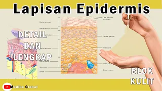 Lapisan Epidermis Kulit : Anatomi dan Fungsi Kulit - Sistem Intergumen (1)