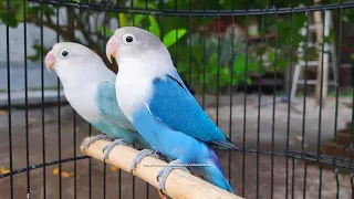 Lovebird Chirping Sounds - Blue Fischer & Pastel Blue Fischer - 3 Hours and 51 Minutes